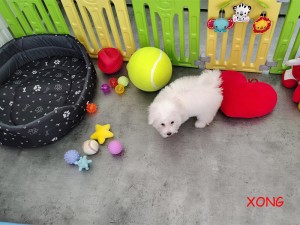 XONG