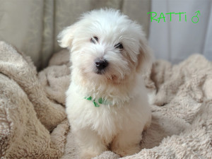RATTI ♂ zarezerwowany