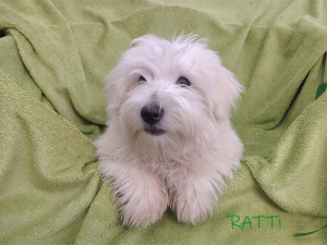 RATTI ♂