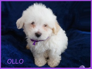 OLLO