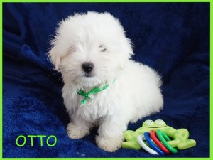 OTTO