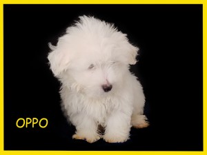 OPPO