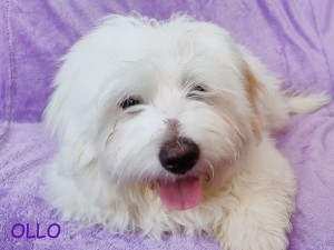 OLLO